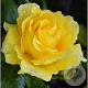 Rosa (F) Rimosa 150-175 cm vierkant rond 5,5L