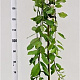 Salix caprea 'Kilmarnock' 150 cm stam 7,5L