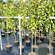Salix caprea 'Kilmarnock' 150 cm stam 7,5L