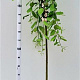 Salix caprea 'Kilmarnock' 180 cm stam 7,5L