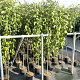 Salix caprea 'Kilmarnock' 180 cm stam 7,5L