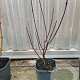 Cornus alba 'Kesselringii' 40-60 cm 2,0L