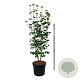 Cornus Aurora 225-250 cm cont. 90L Pir. op stam extra