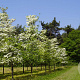 Cornus florida 20-25 HO draadkluit