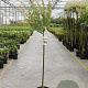 Salix integra 'Hakuro-nishiki' 80 cm stam 4,0L