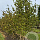 Cornus kousa 200-250 cm draadkluit meerstammig
