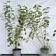 Cornus sanguinea 60-80 cm 2,0L
