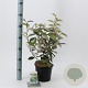 Elaeagnus ebbingei 40-50 cm 3,0L