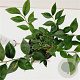 Sarcococca ruscifolia 20-25 cm 2,0L