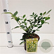 Sarcococca ruscifolia 20-25 cm 2,0L