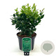 Sarcococca ruscifolia 20-25 cm 2,0L