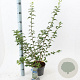 Prunus incisa 30-40 cm 3,0L