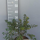 Prunus incisa 'Kojou-no-mai' 30-40 cm 5,0L