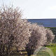 Prunus incisa 'Kojou-no-mai' 250-300 cm draadkluit struik