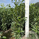 Prunus l. Genolia 100-120 cm met kluit
