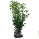 Prunus l. Genolia 100-120 cm met kluit