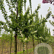 Prunus padus 'Tiefurt' 12-14 HO draadkluit