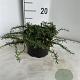 Aster ericoides 'Snowflurry' GM 2,0L