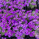 Aubrieta 'Audrey Blue Shades' GM 2,0L