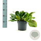 Bergenia 'Bressingham White' GM 2,0L