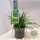 Carex morrowii 20-25 cm 2,0L