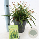 Carex morrowii 20-25 cm 2,0L