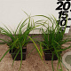 Carex morrowii plantgoed P9