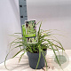 Carex morrowii 'Goldband' 20-25 cm 2,0L