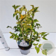 Syringa meyeri Flowerfesta White 25-30 cm 2,5L