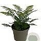 Dryopteris cycadina GM 2,0L