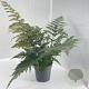Dryopteris erythrosora plantgoed P9