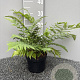 Dryopteris marginalis GM 2,0L