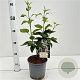 Syringa v. Beauty of Moscow 30-40 cm 2,5L