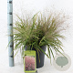 Eragrostis spectabilis 40-60 cm 6,5L