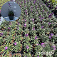Erysimum 'Bowles' Mauve' GM 2,0L
