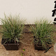 Festuca glauca 'Elijah Blue' plantgoed P9