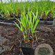 Hakonechloa macra plantgoed P9