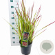 Imperata "Red Baron" 50-70 cm 6,5L