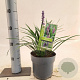 Liriope muscari 'Ingwersen' 20-25 cm 2,0L
