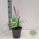 Liriope muscari 'Ingwersen' 20-25 cm 2,0L