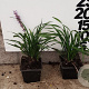 Liriope muscari 'Ingwersen' plantgoed P9