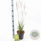 Molinia caerulea 'Edith Dudszus' 40-70 cm 2,0L