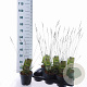 Molinia caerulea 'Edith Dudszus' 40-70 cm 2,0L