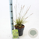 Molinia caerulea 'Variegata' 40-70 cm 2,0L