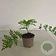 Osmunda regalis GM 2,0L