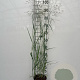 Panicum virgatum 'Heavy Metal' GM 2,0L