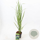 Panicum virgatum 'Northwind' 30-60 cm 2,0L