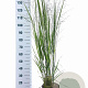 Panicum virgatum 'Northwind' 60-90 cm 6,5L