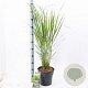 Panicum virgatum 'Northwind' 60-90 cm 6,5L