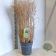 Panicum virgatum 'Prairie Sky' 60-120 cm 12L